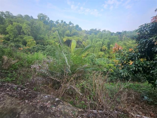 高雄大樹農地-10