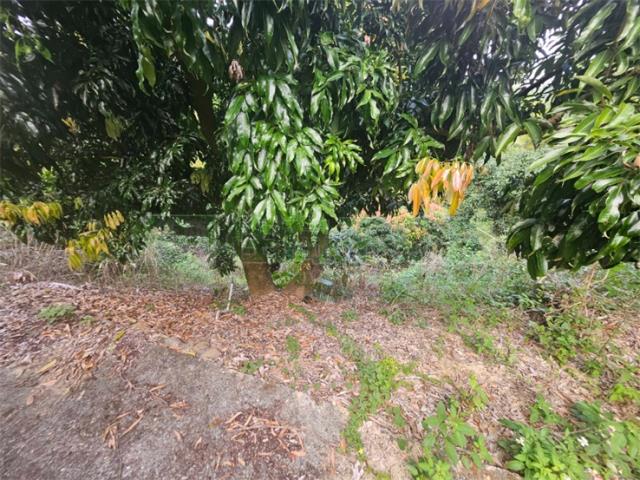 高雄大樹農地-11