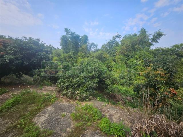 高雄大樹農地-13