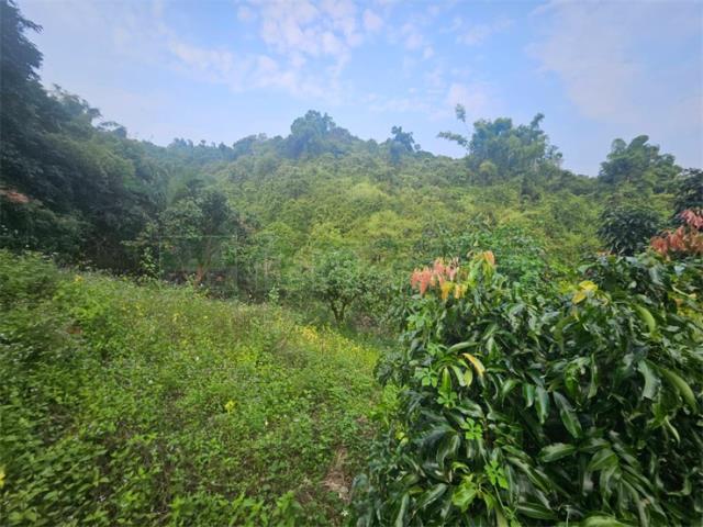 高雄大樹農地-10