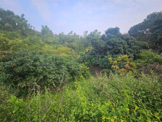 高雄大樹農地-7