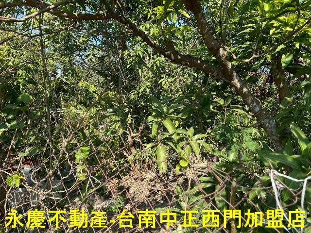 台南新化農地-7