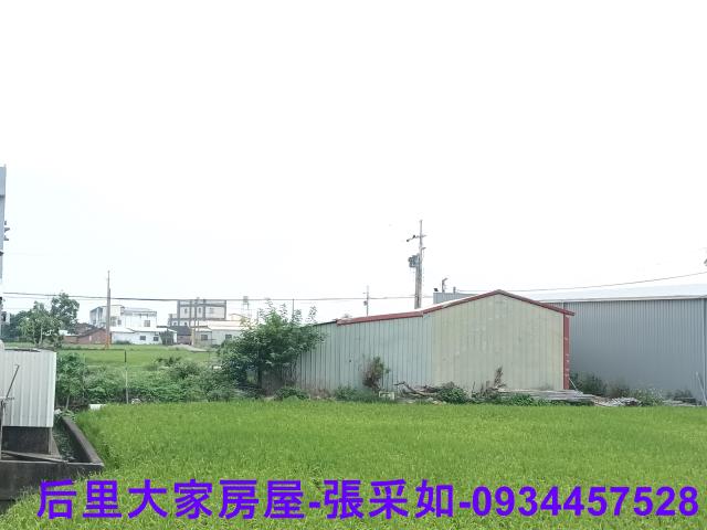 卓蘭溪畔檳榔園