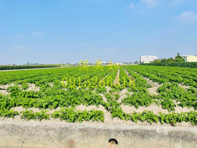 江厝店市場興中國小民雄農工嘉義大學