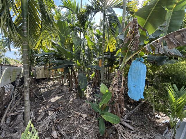 竹田火車站村庄旁農地