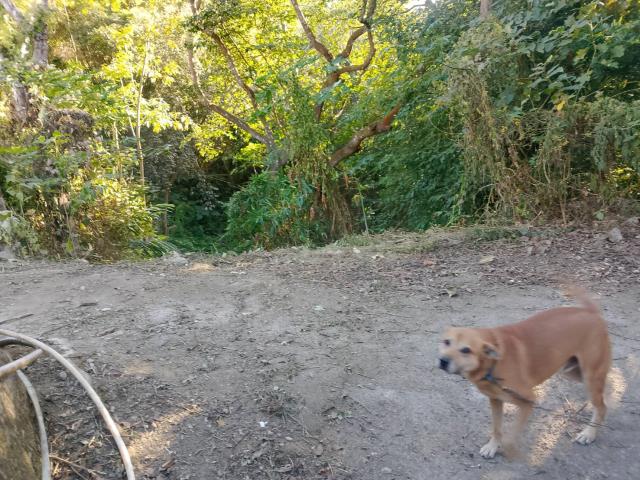 台中太平農地-14