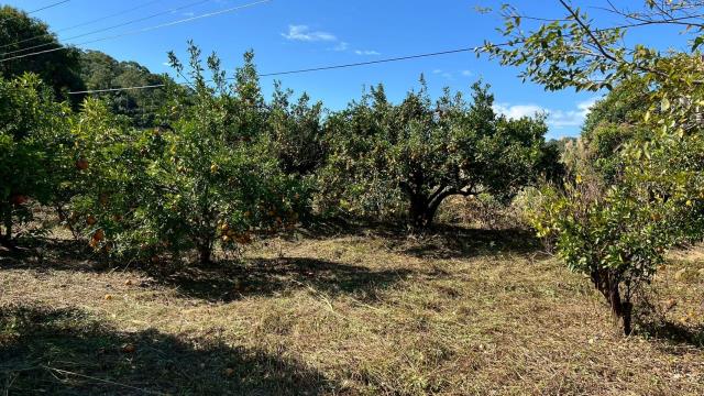 苗栗頭份農地-10
