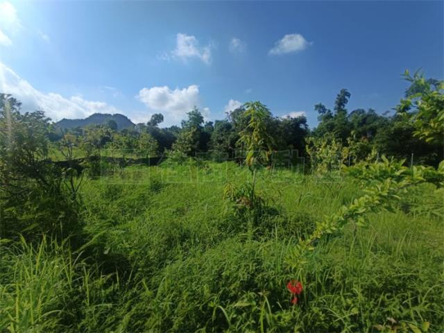 高雄大社農地-9