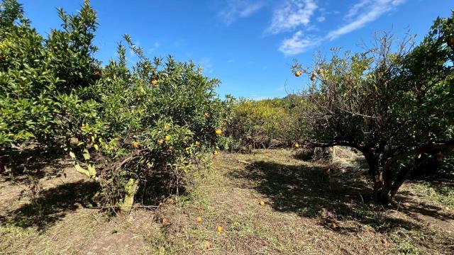 苗栗頭份農地-10