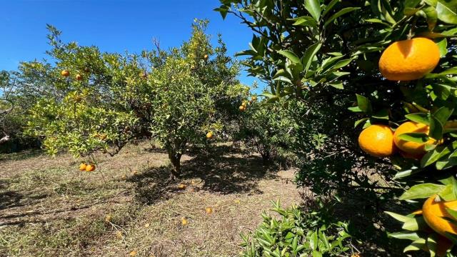 苗栗頭份農地-3