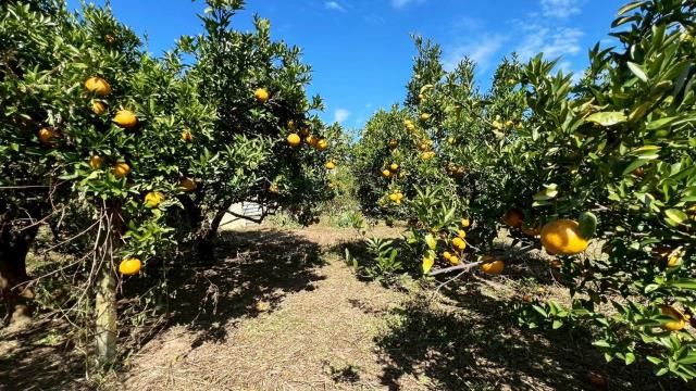 苗栗頭份農地-5