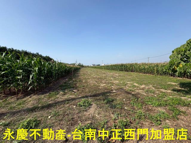 鹽水農地-9
