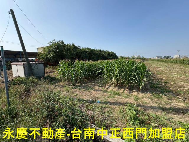 鹽水農地-11