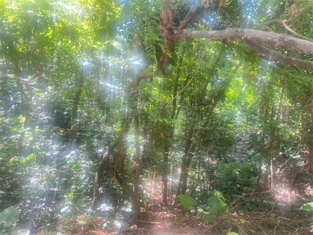 高雄內門農地-4