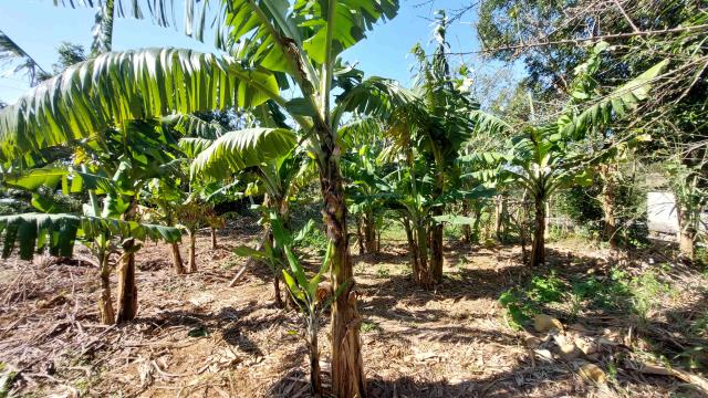 新竹新埔農地-11