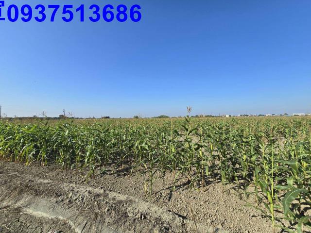 嘉義新港農地-6