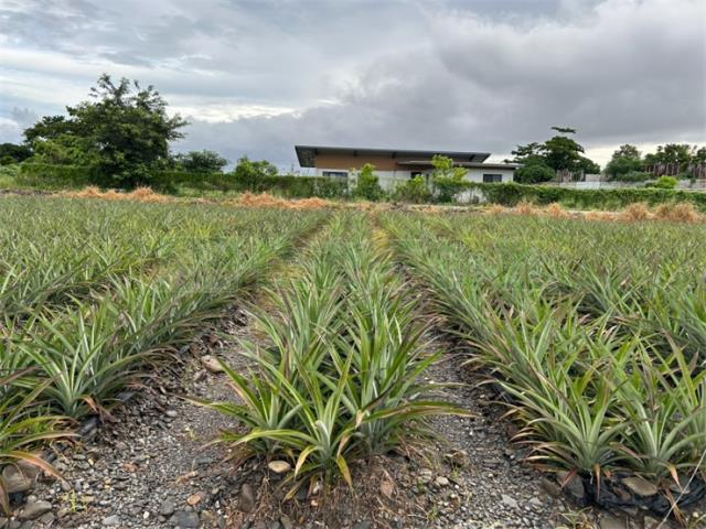 屏東農地-8