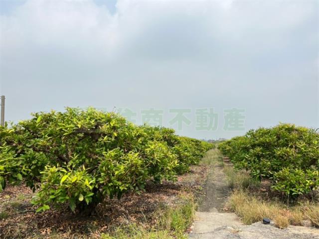 屏東農地-3