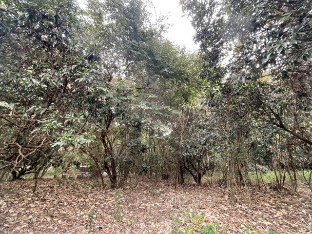 南投南投市農地-4