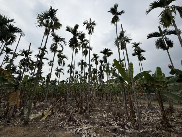 屏東內埔農地-3