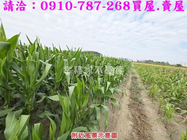 善化農地-10