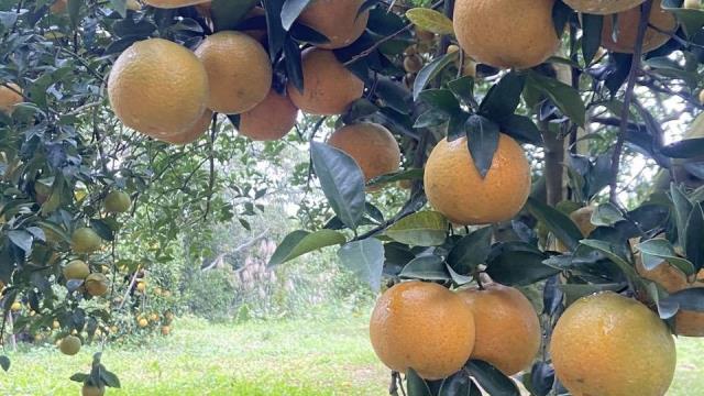 新竹峨眉農地-5