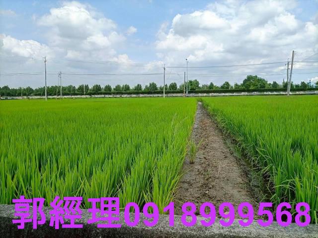 七股正173道旁798坪農地雙面路