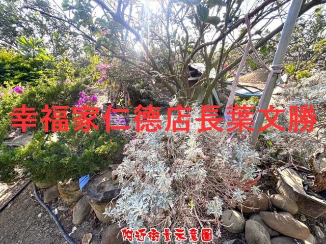 台南麻豆農地-11