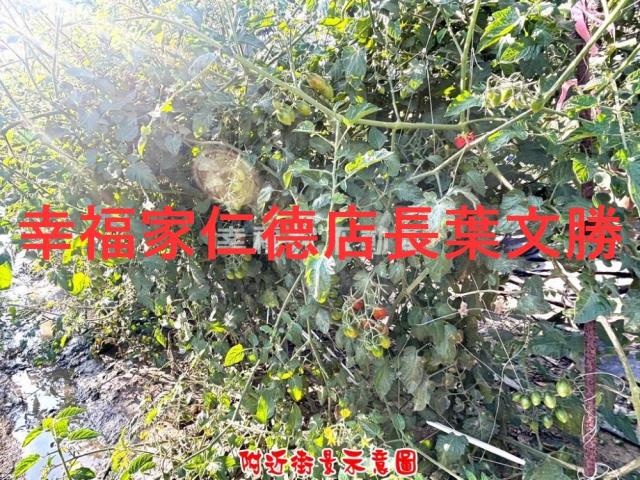 台南麻豆農地-1