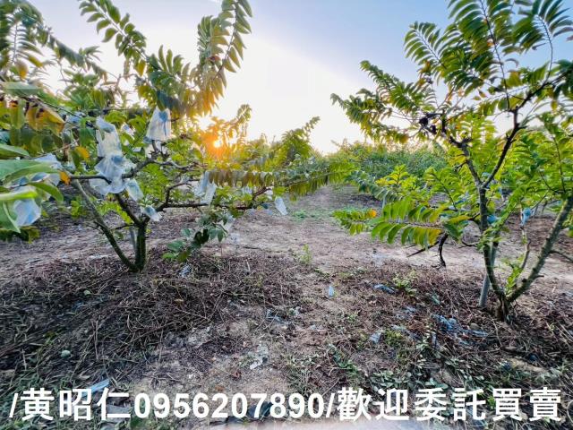 台南農地-2