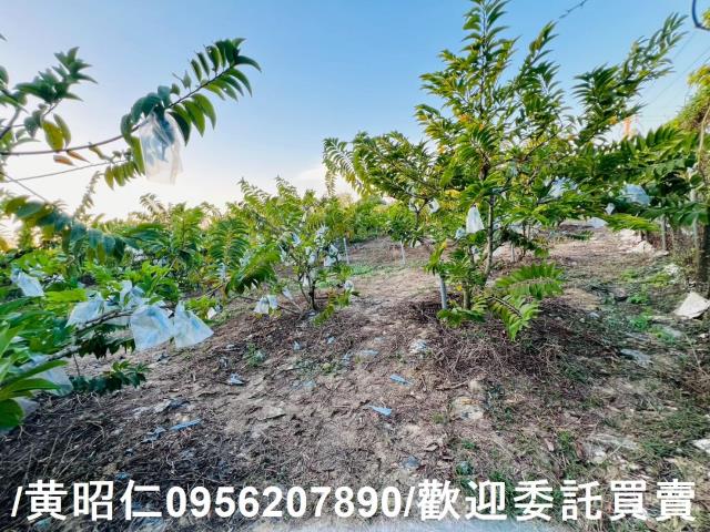 台南農地-8