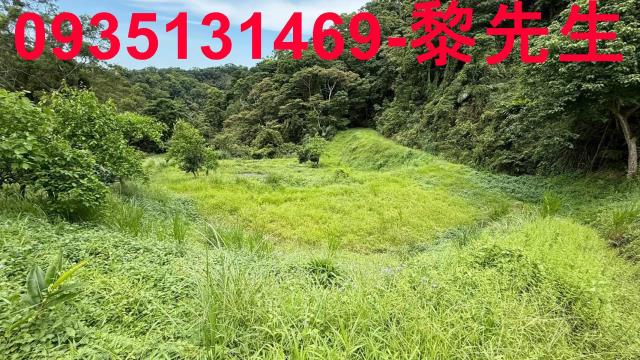 卓蘭平坦檳榔園