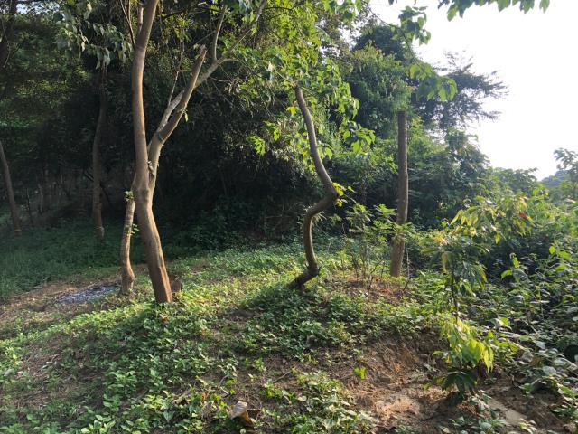 台中太平農地-8