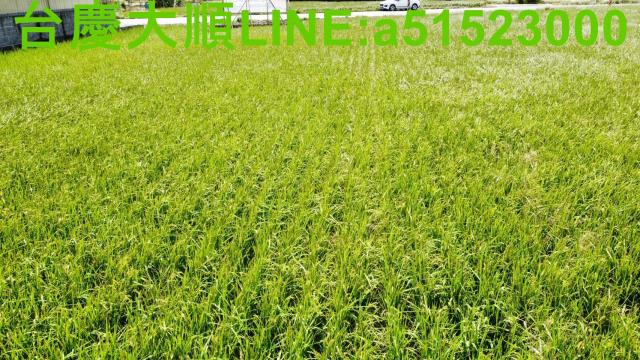 新豐農地-5