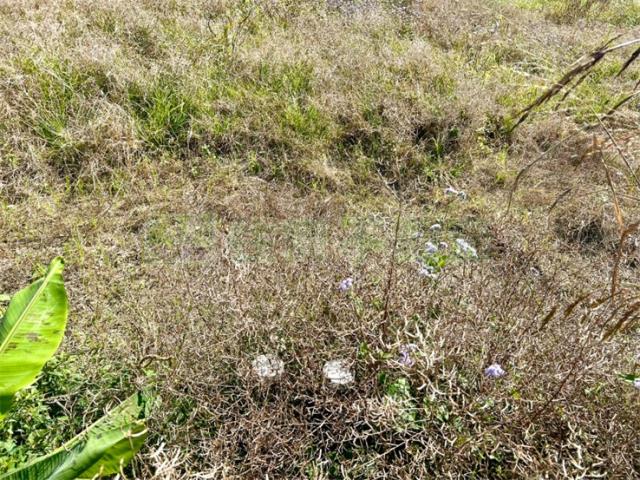 屏東高樹農地-3