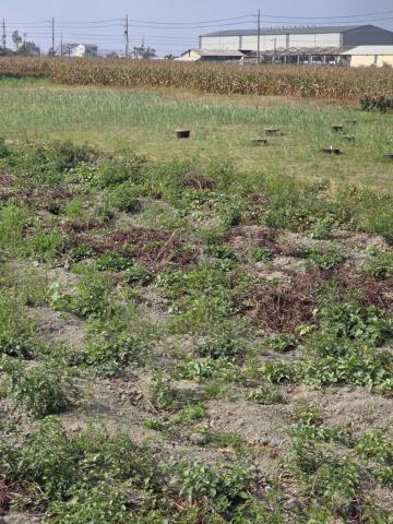 台南農地-5