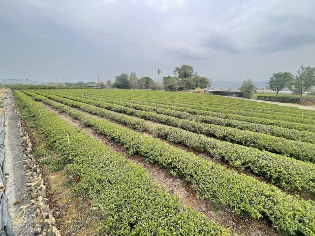 南投名間農地-5