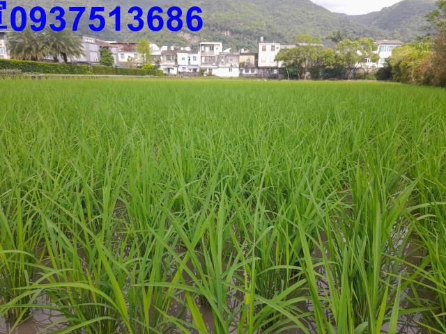 宜蘭壯圍農地-12