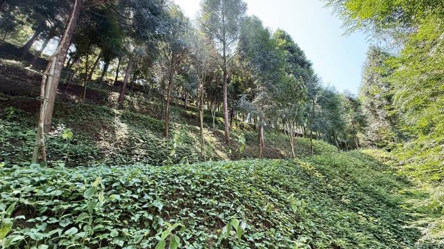 新竹橫山農地-13