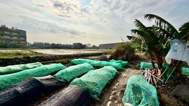 新竹芎林農地-3