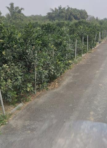 嘉義大林農地法拍-9