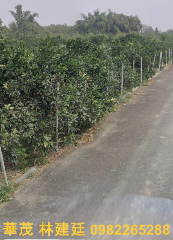 嘉義大林農地法拍-3