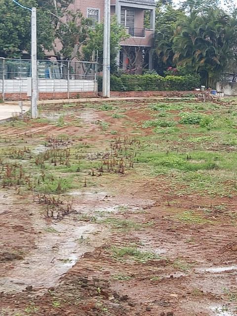 桃園平鎮農地-0