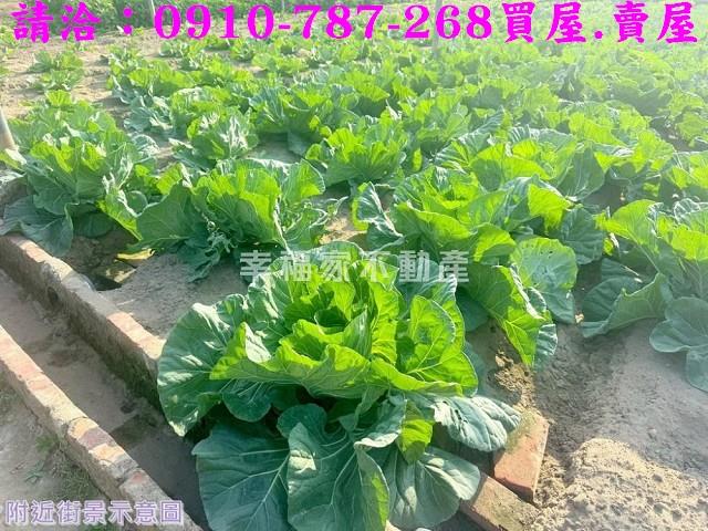 南區農地-11