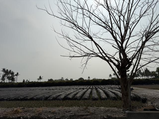 麟洛農地-0