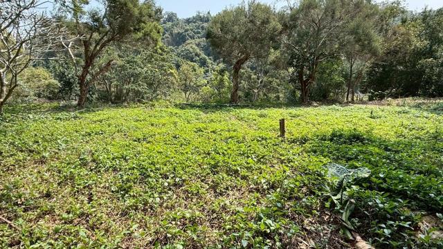 新竹關西農地-7