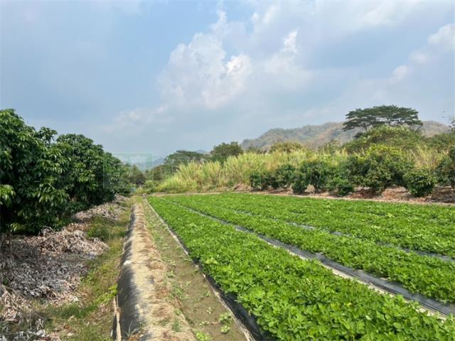 高雄美濃農地-14