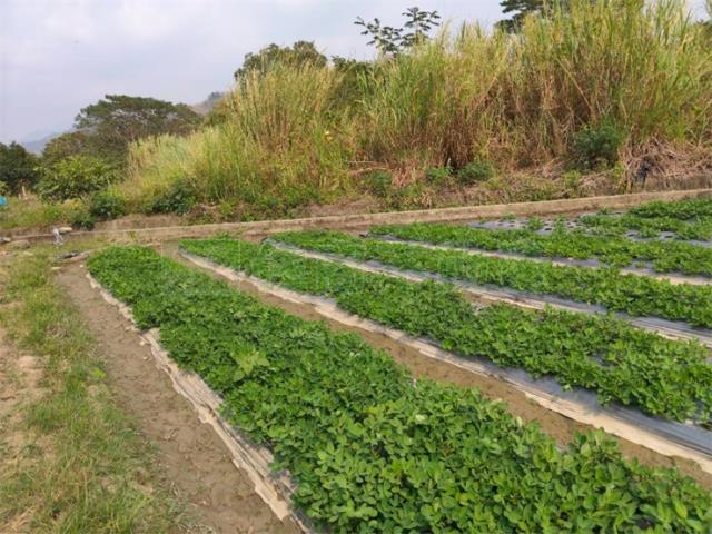 高雄美濃農地-2