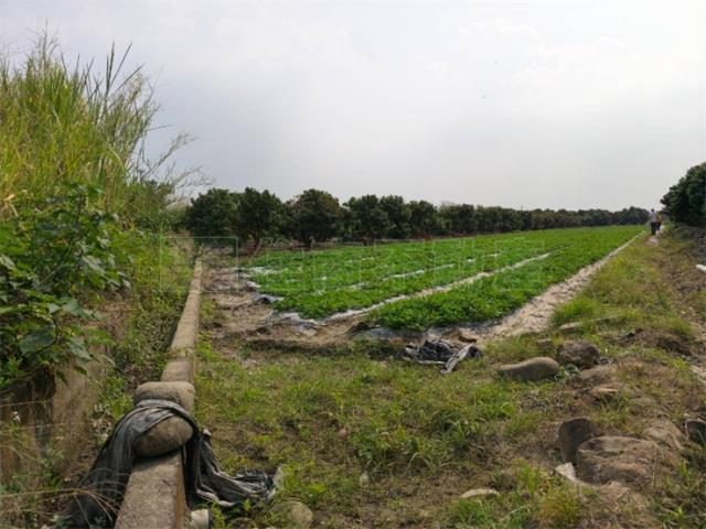 高雄美濃農地-4