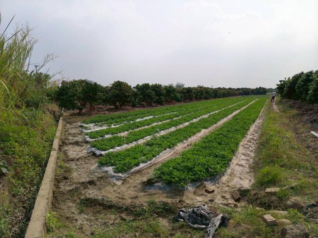 高雄美濃農地-0